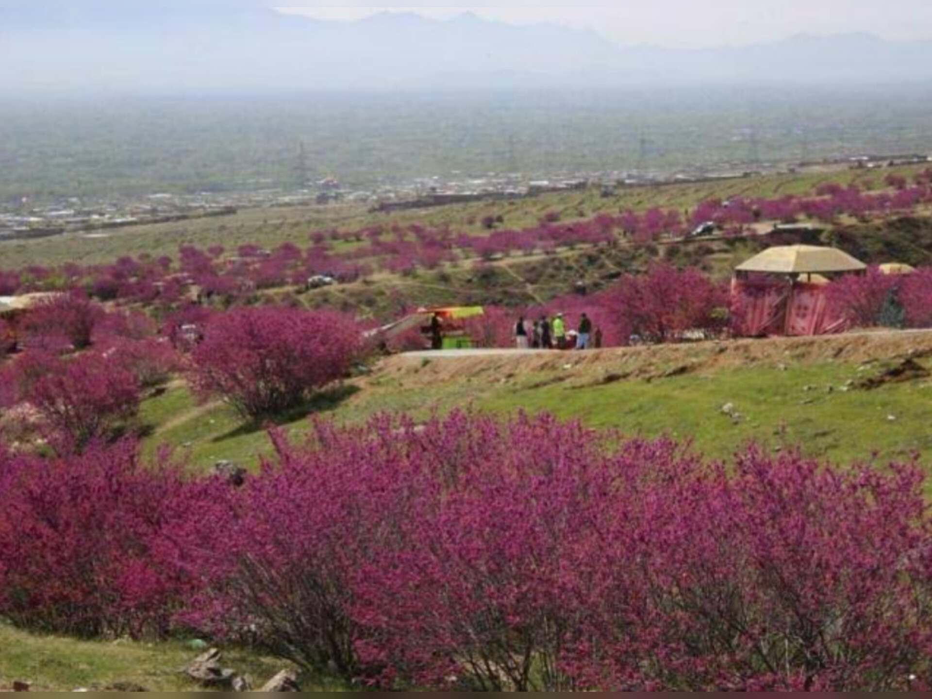 جشنواره ملی گل‌ارغوان در پروان برگزار شد