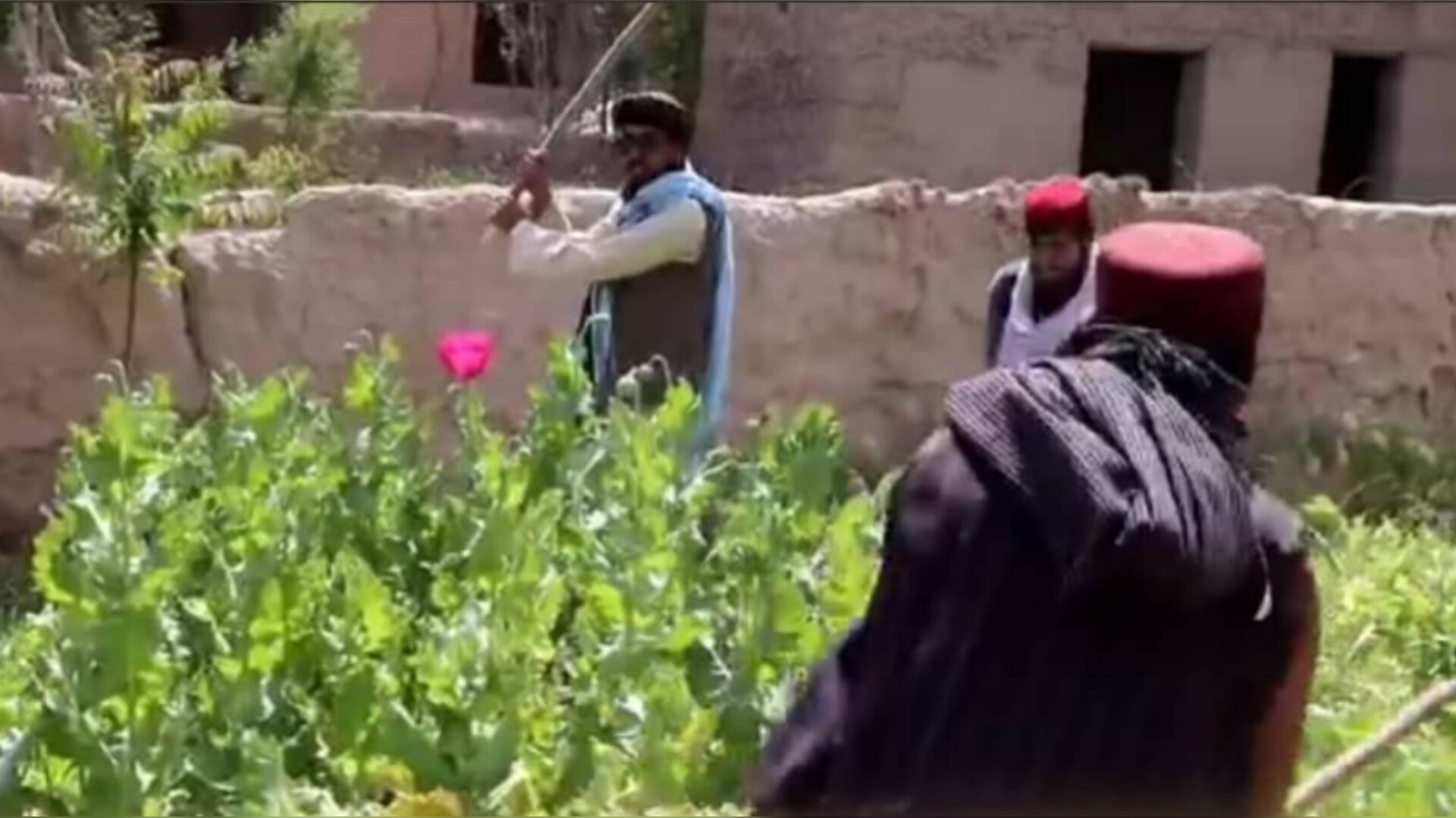 آغاز کمپاین تخریب مزارع کوکنار در فاریاب