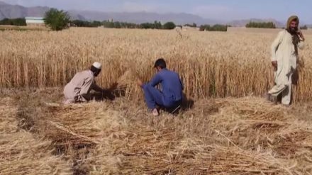 کمک ۷۵ میلیون دالری امریکا در بخش زراعت و مالداری به افغانستان