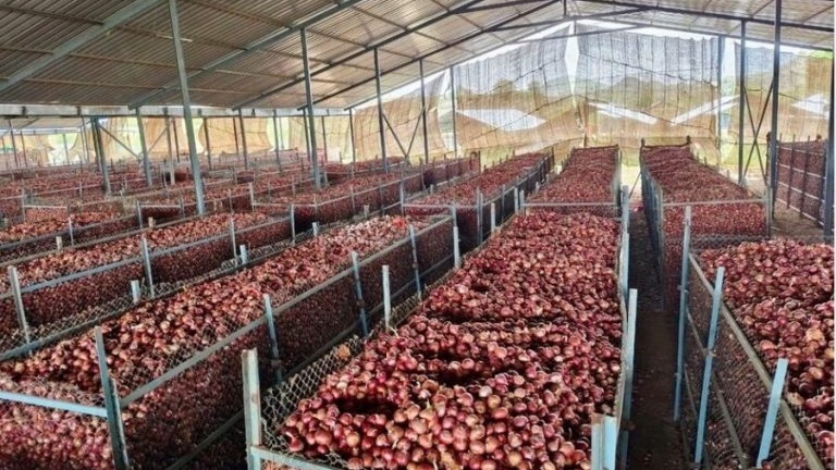 سازمان ملل ۳۶۰ ذخیره‌گاه پیاز و کچالو در افغانستان ایجاد کرد